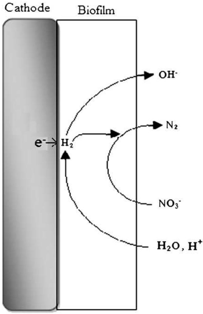 Schematic of denitrification reaction within biofilm [100].