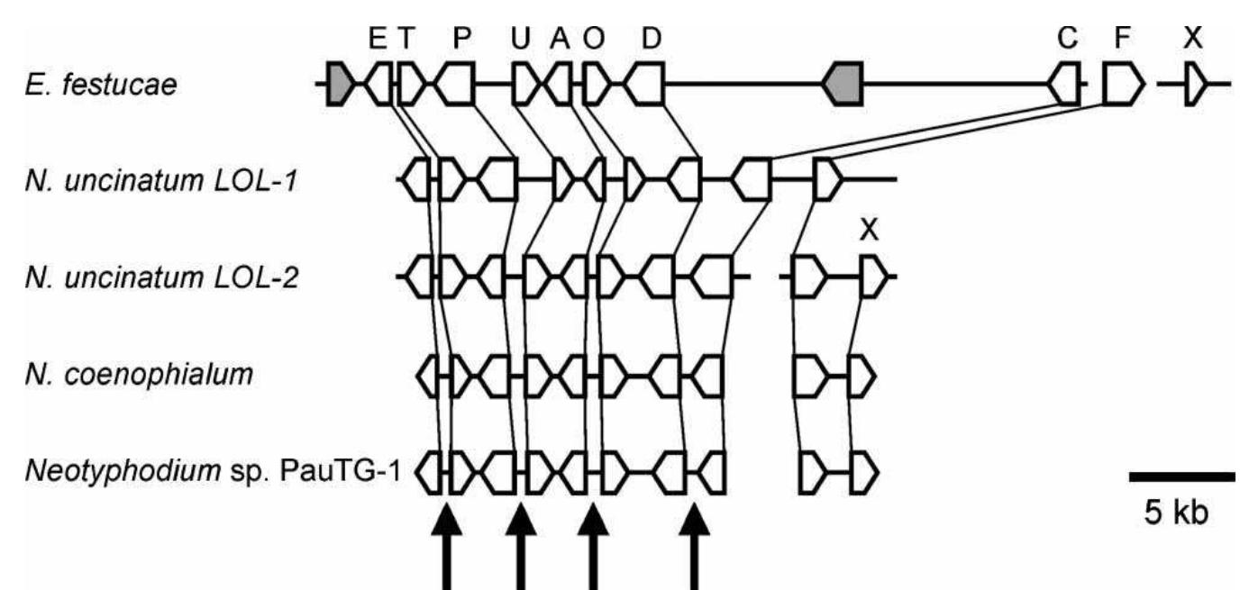 Figure 10 - from Endophytes: exploiting biodiversity for the