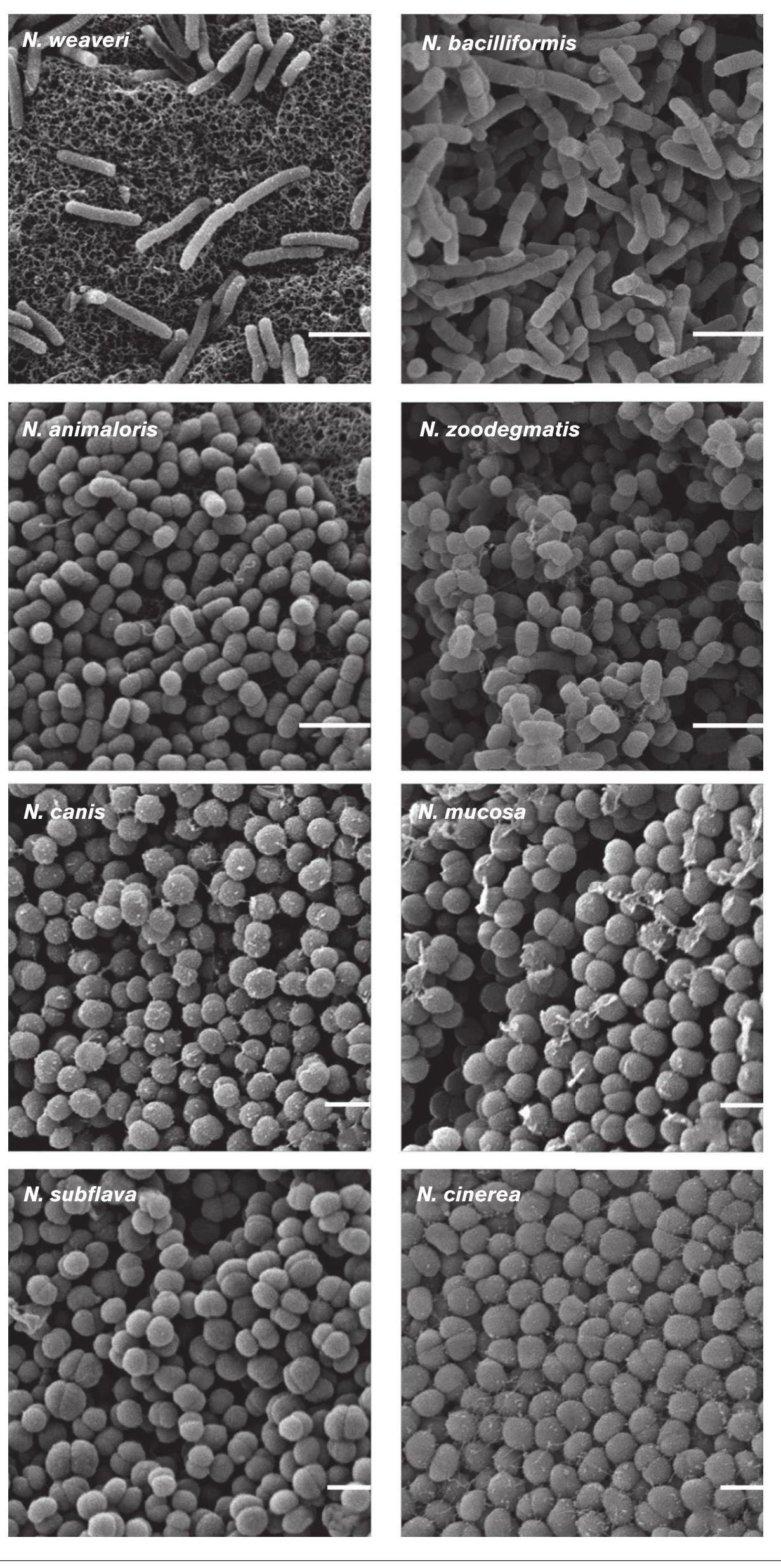 Neisseria species display a spectrum of morphologies.