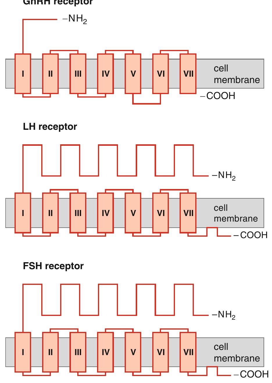 11 schematic representation of the receptors for gnrh (upper