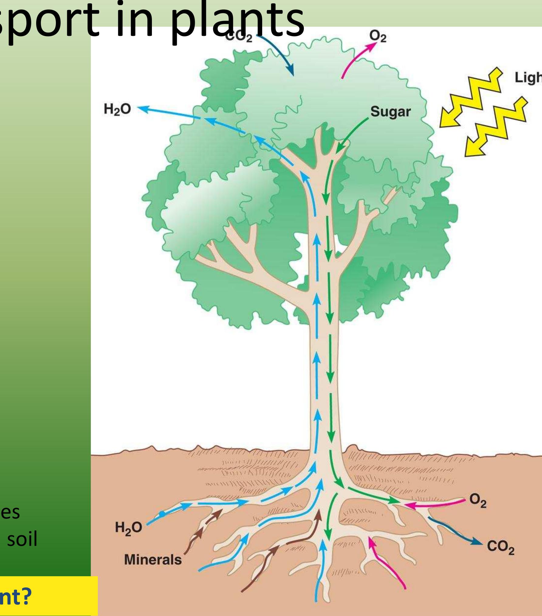 Root Interception (PDF) A hand book of plant physiology for BSc. students