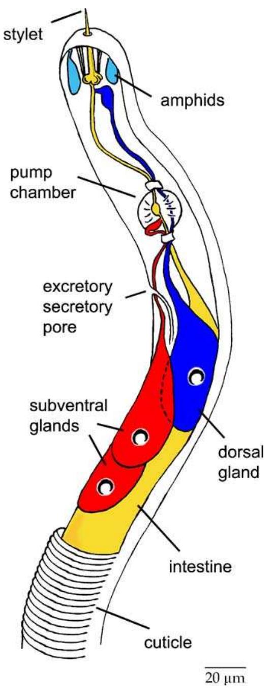 Schematical Schematical representation of the anterior region of a j2