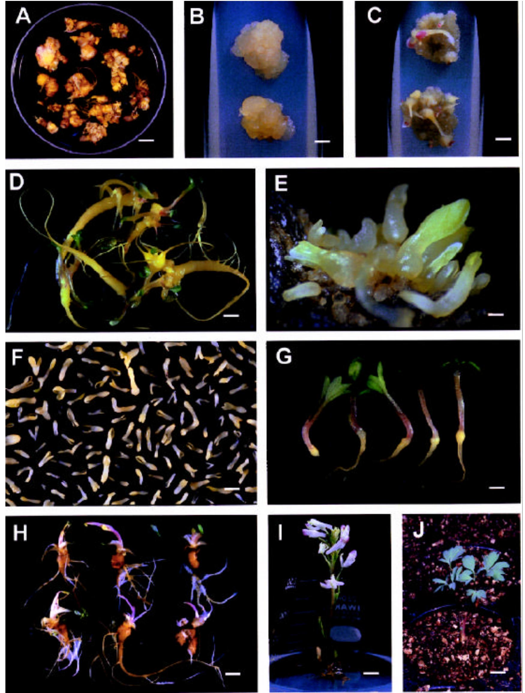 A-j, in vitro induction of somatic embryo and plant