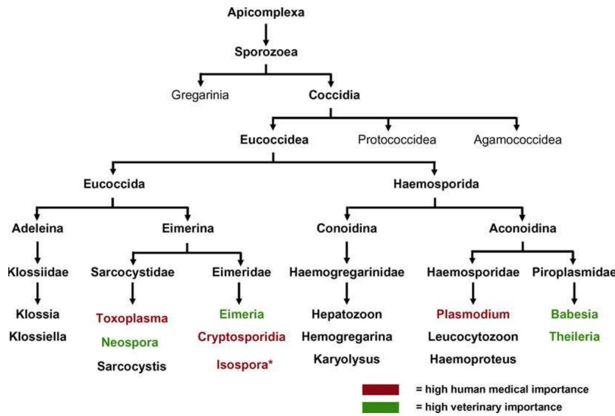 (PDF) Molecular approaches to diversity of populations of apicomplexan ...