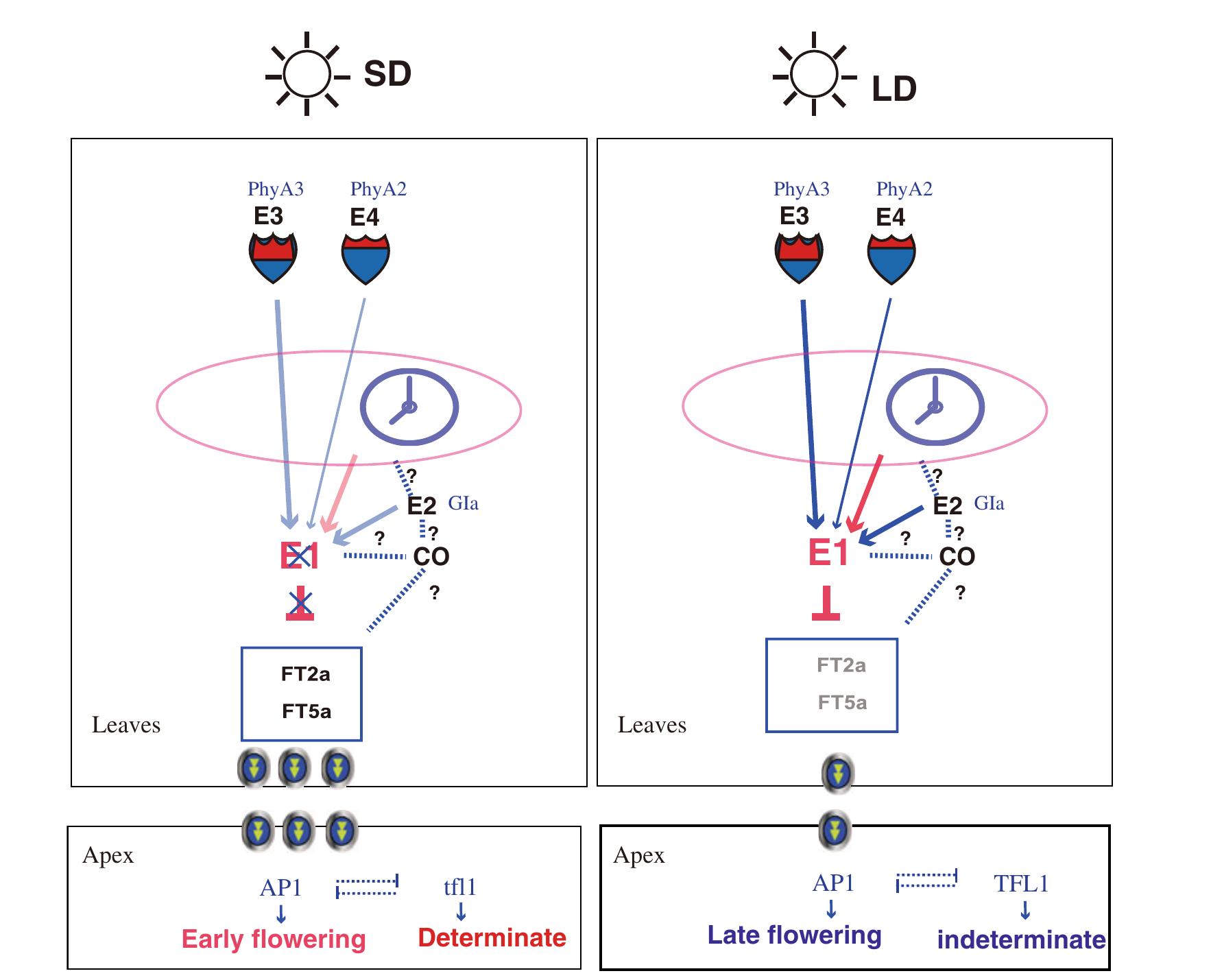 (PDF) Molecular identification of genes controlling flowering time ...