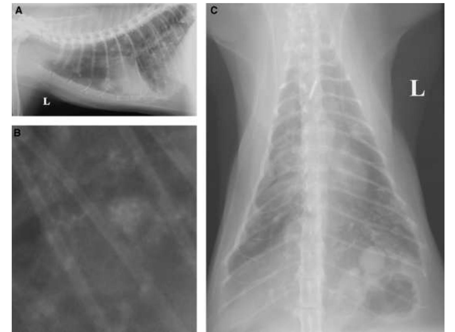 (PDF) RADIOGRAPHIC APPEARANCE OF CONFIRMED PULMONARY LYMPHOMA IN CATS ...