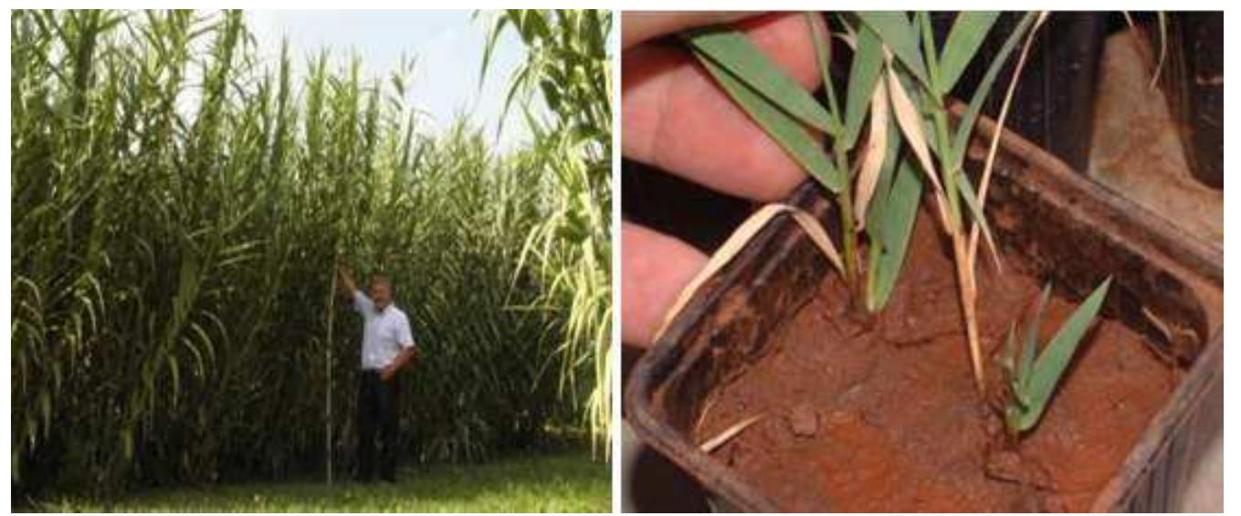 (PDF) Giant Reed (Arundo donax L.): A Green Technology for Clean ...