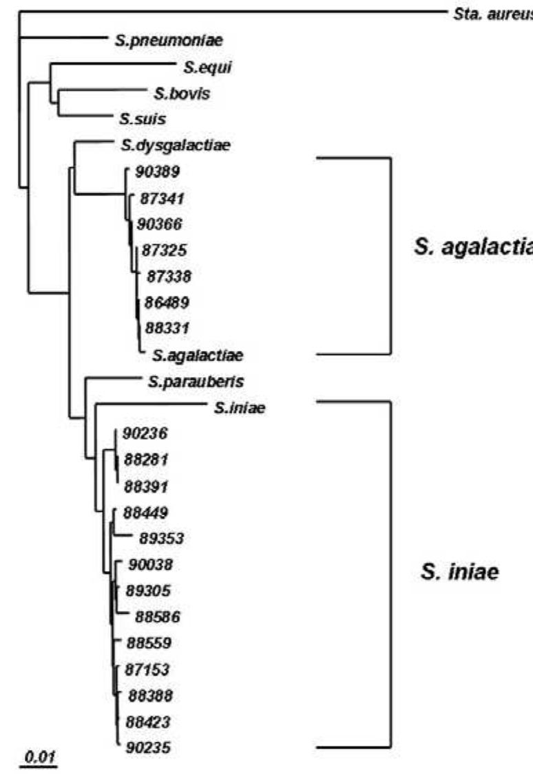 (PDF) Comparative histopathology of Streptococcus iniae and ...