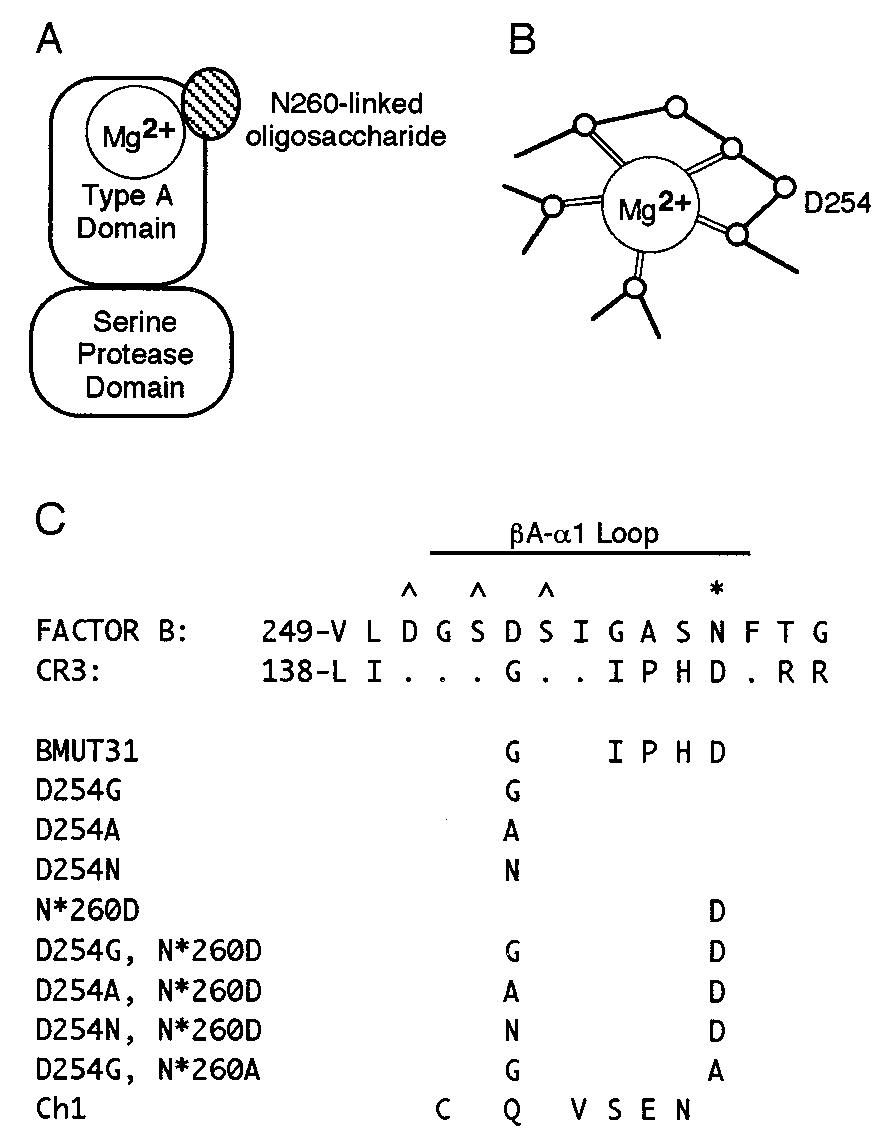 Schematic diagram of bb. a, position of mg?* and the