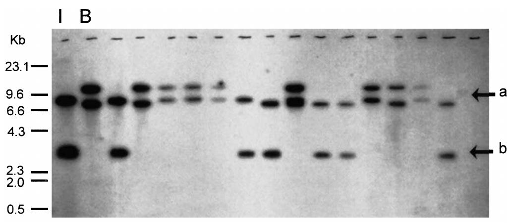 (PDF) A genetic linkage map of cowpea ( Vigna unguiculata ) developed ...