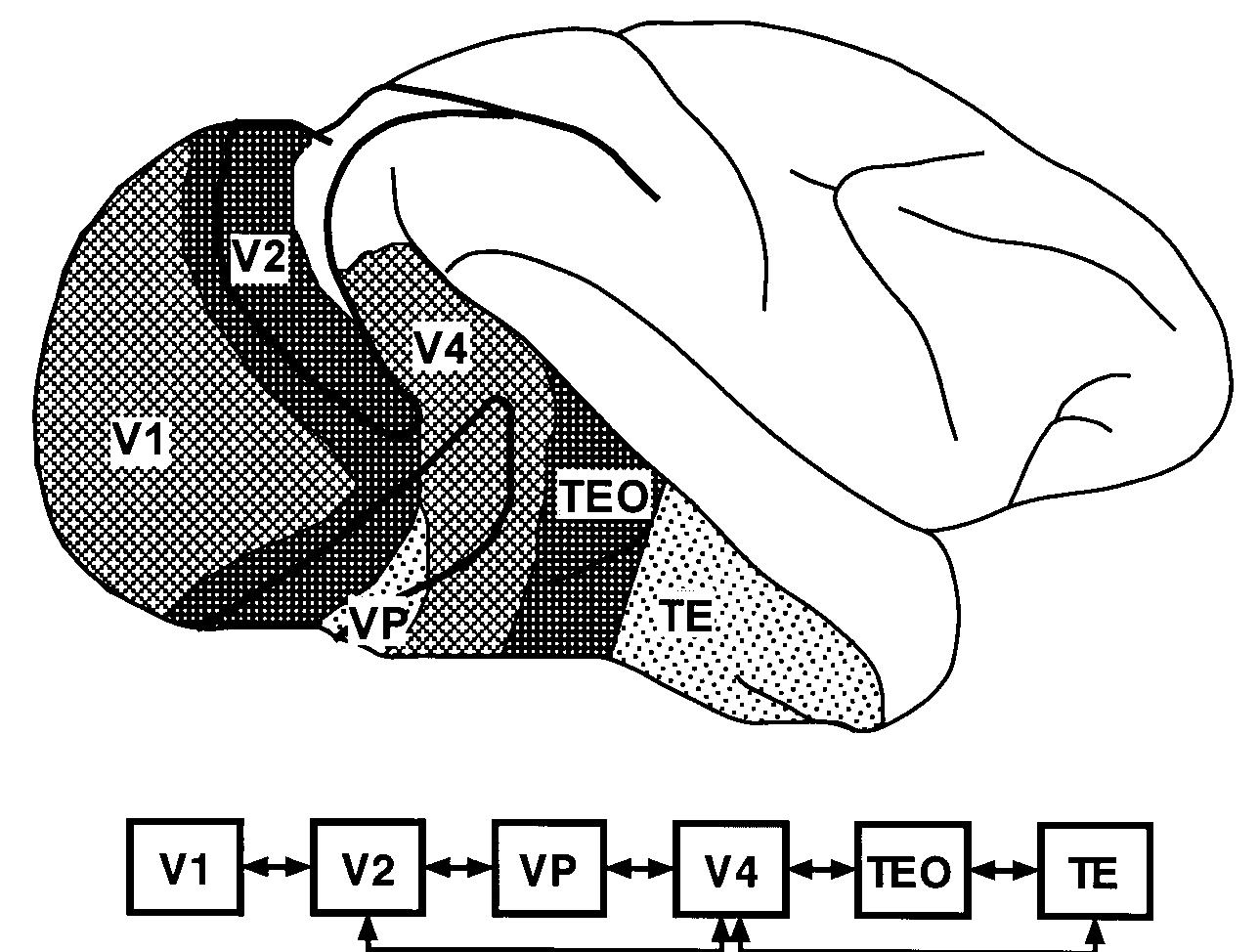 (PDF) Mechanisms of Visual Attention in the Human Cortex