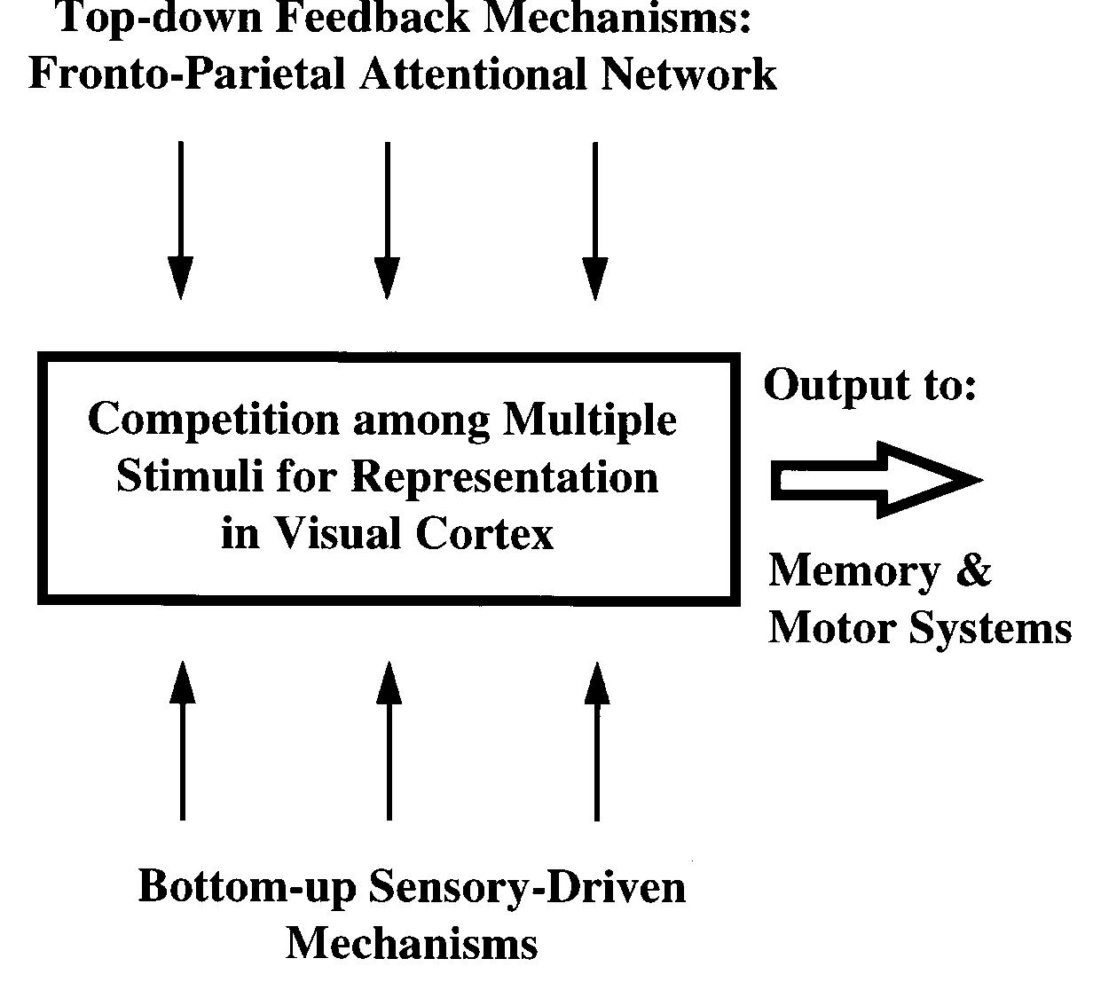 (PDF) Mechanisms of Visual Attention in the Human Cortex