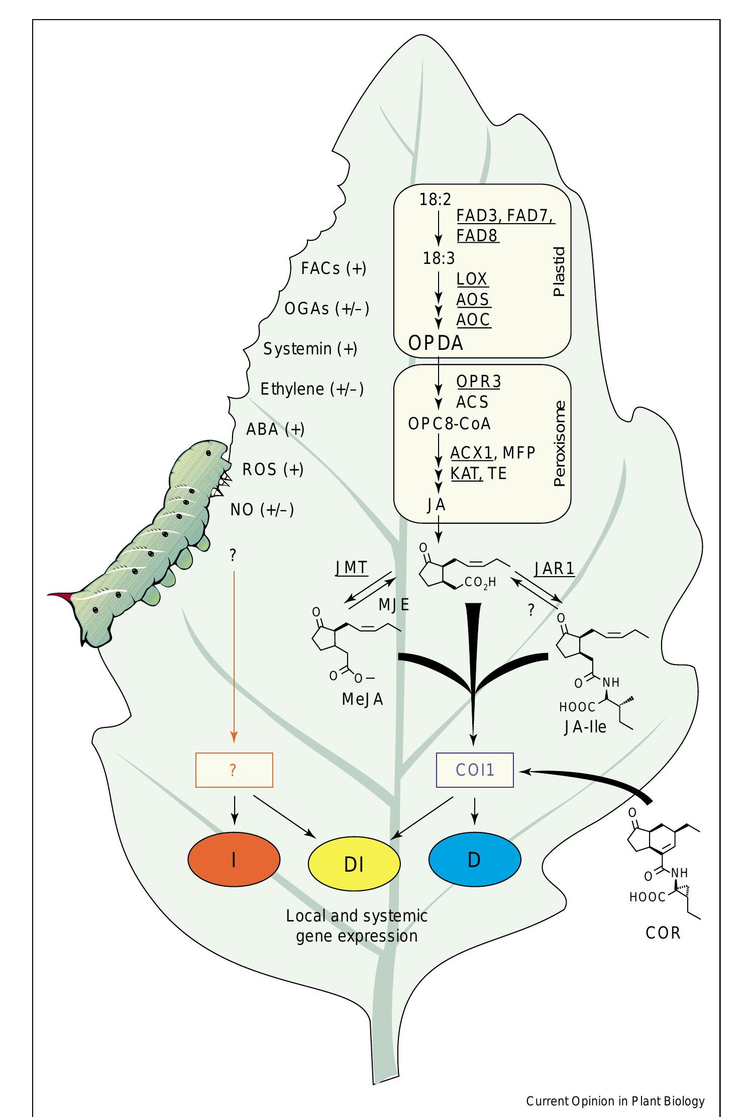 Figure 3 - from Systemic signaling in the wound response