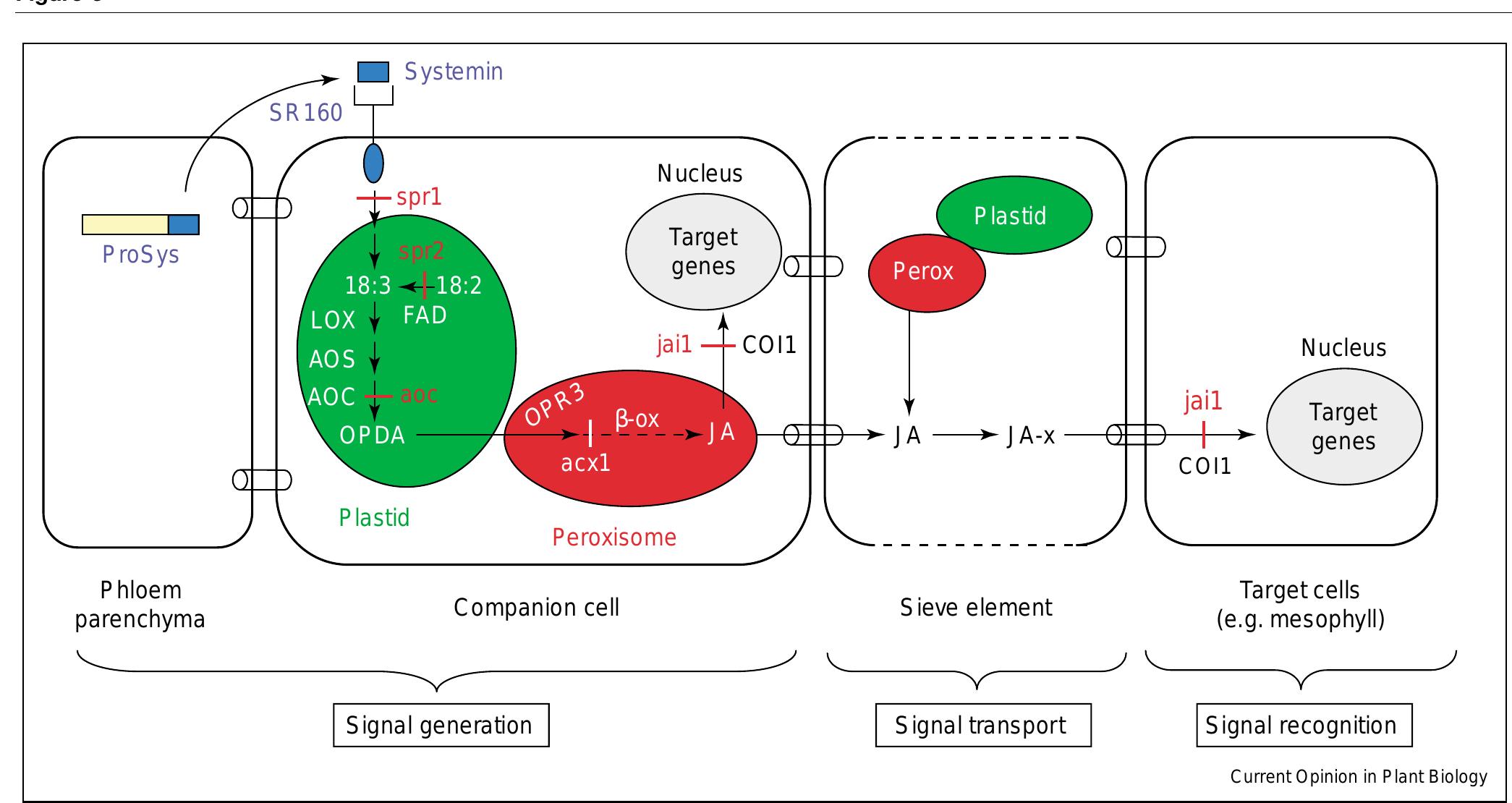 Figure 3 - from Systemic signaling in the wound response