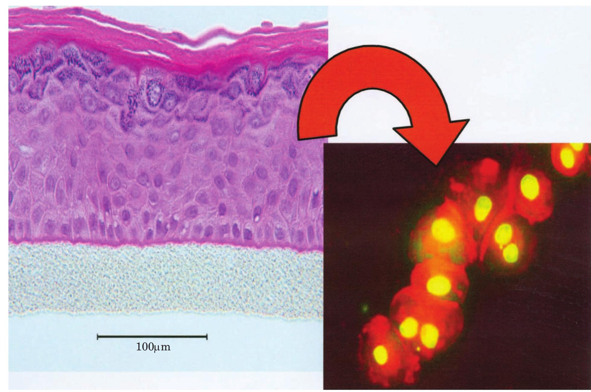 (PDF) The MatTek story - how the three Rs principles led to 3-D tissue ...