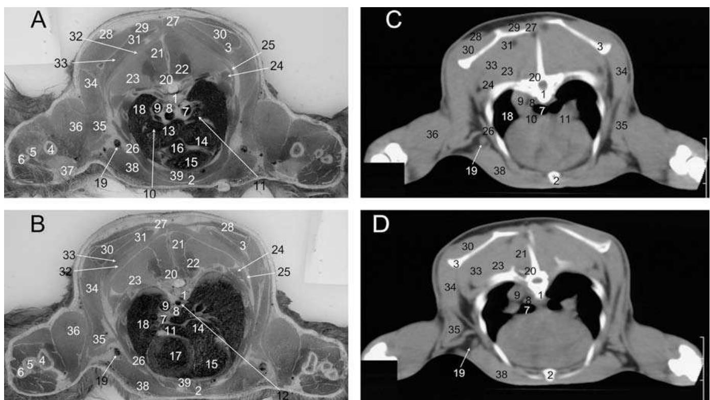 (PDF) Cross-sectional anatomy of the rabbit neck and trunk: Comparison ...