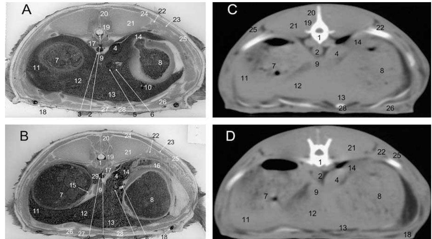 (PDF) Cross-sectional anatomy of the rabbit neck and trunk: Comparison ...