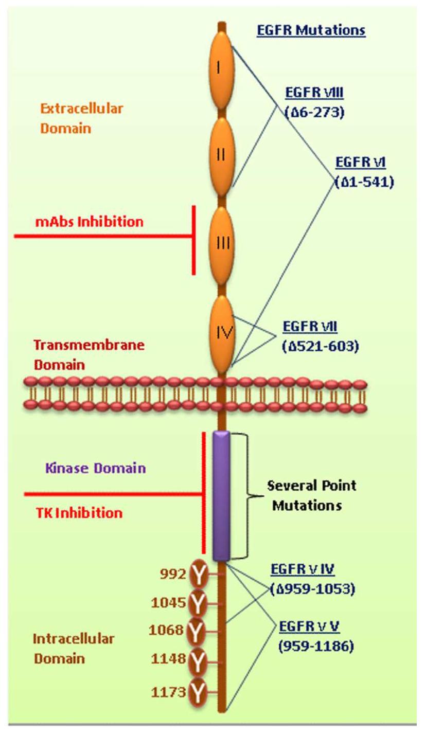 Schematic representation of egfr inhibition in