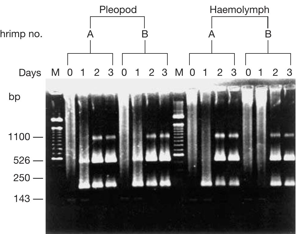 Figure 1 - from A non-stop, single-tube, semi-nested PCR