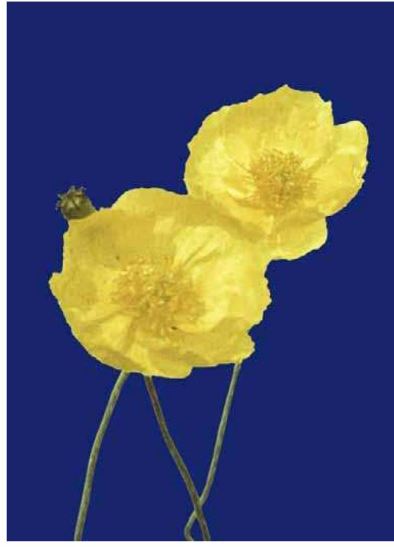 PDF) Phytochemical analysis and genetic characterization of six