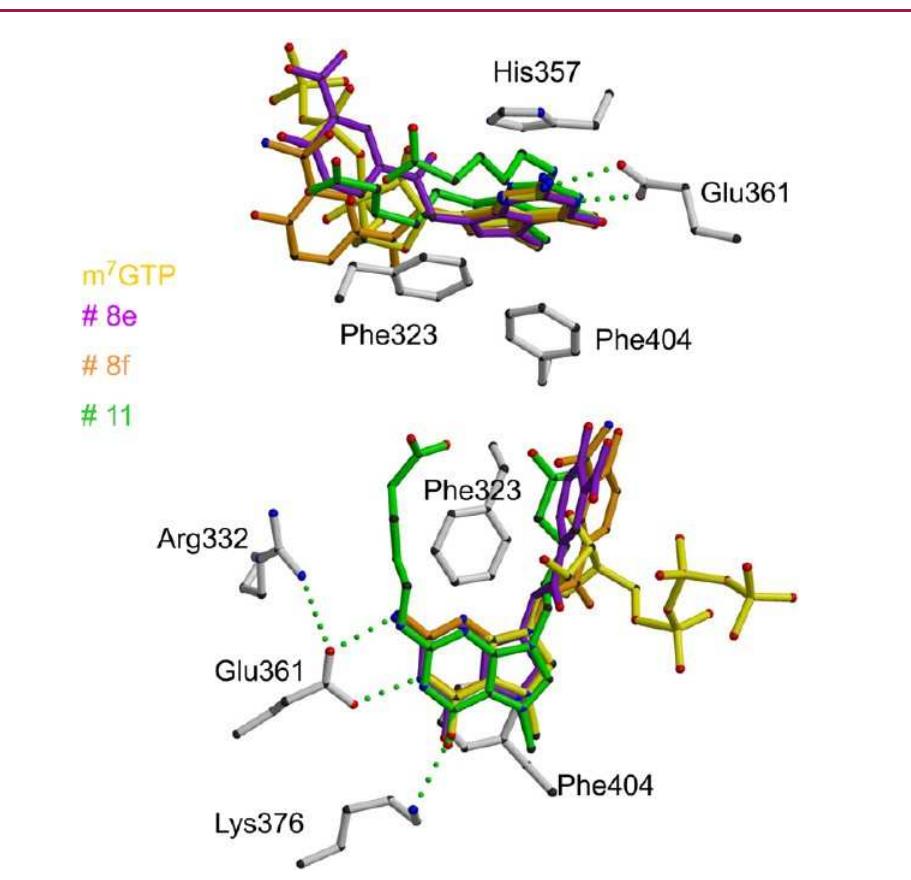 Cap Compound Three crystal structures of cap-binding domain—inhibitor