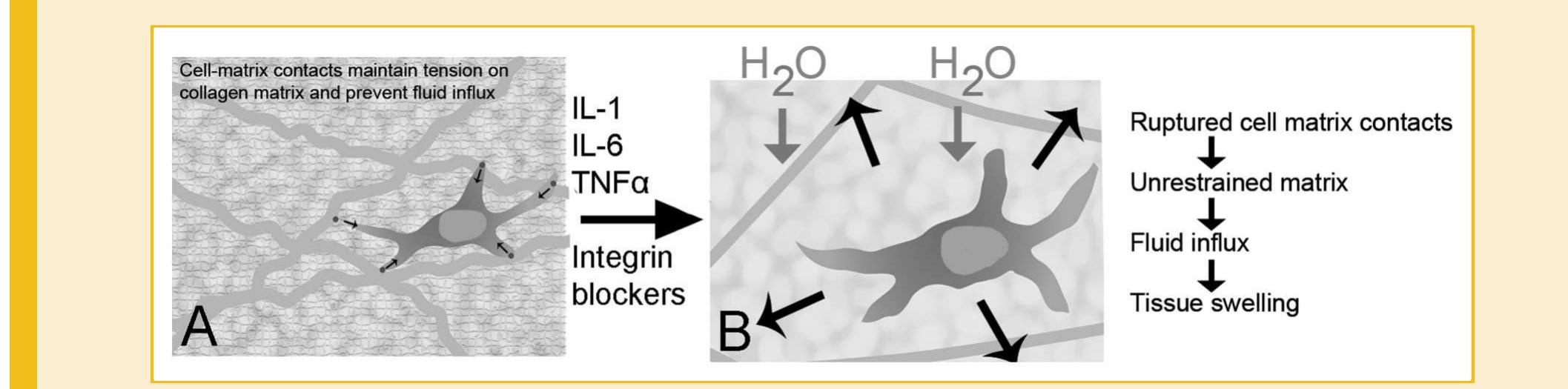 Proposed mechanism for fibroblast control of matrix tension