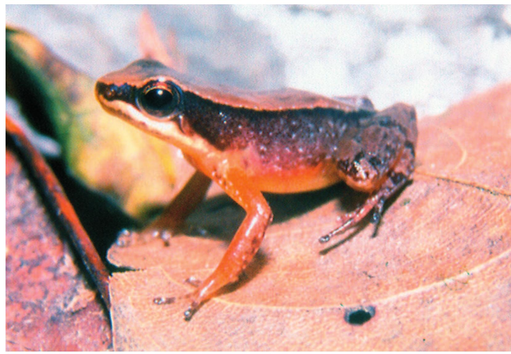 (PDF) New Species of Colostethus (Anura, Dendrobatidae) from the ...