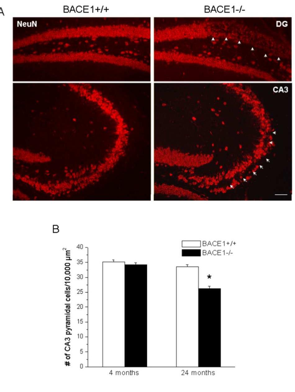 (PDF) BACE1 Deficiency Causes Altered Neuronal Activity and ...