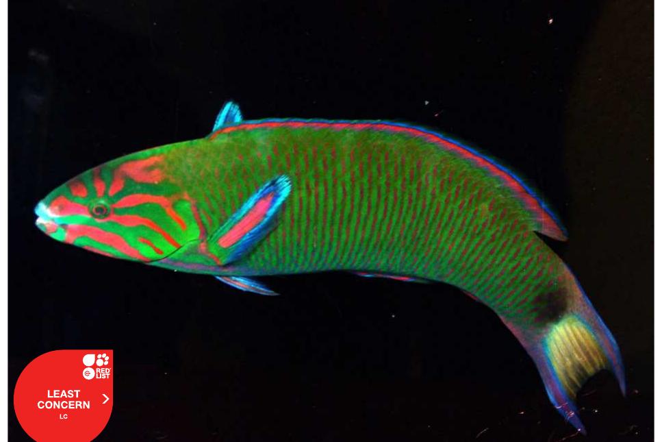 Figure 15 - from A checklist of fishes of Kerala, India