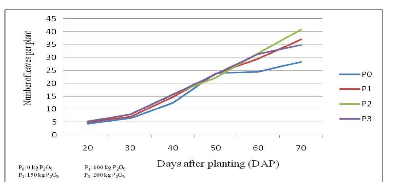 EFFECT OF SPACING AND PHOSPHORUS ON GROWTH AND FLOWERING OF GLADIOLUS