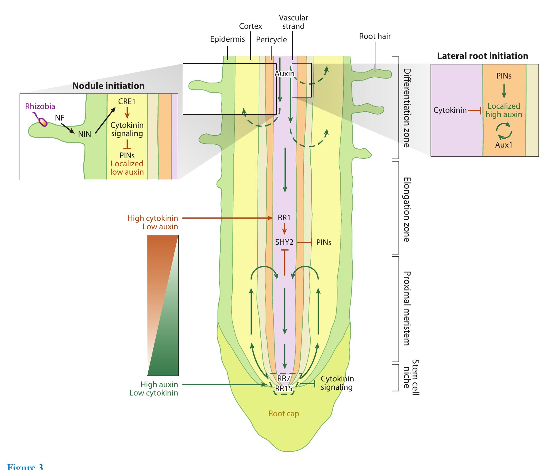 Figure 3 - from The Rules of Engagement in the