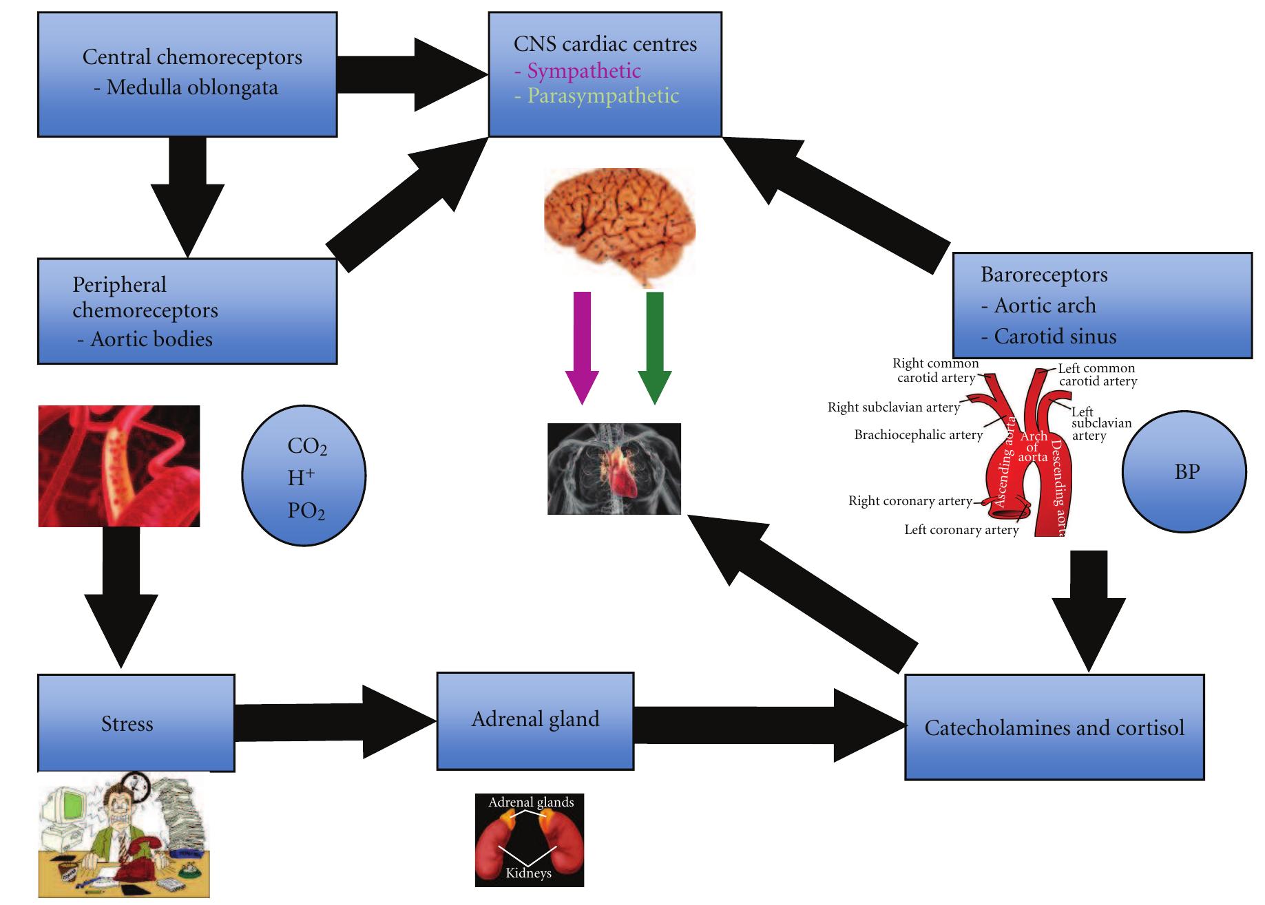 Pathophysiology of fetal heart rate changes.