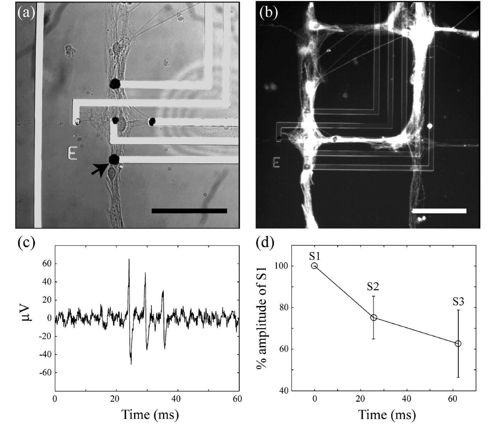 (a) phase contrast micrograph of a cell network on a mea.