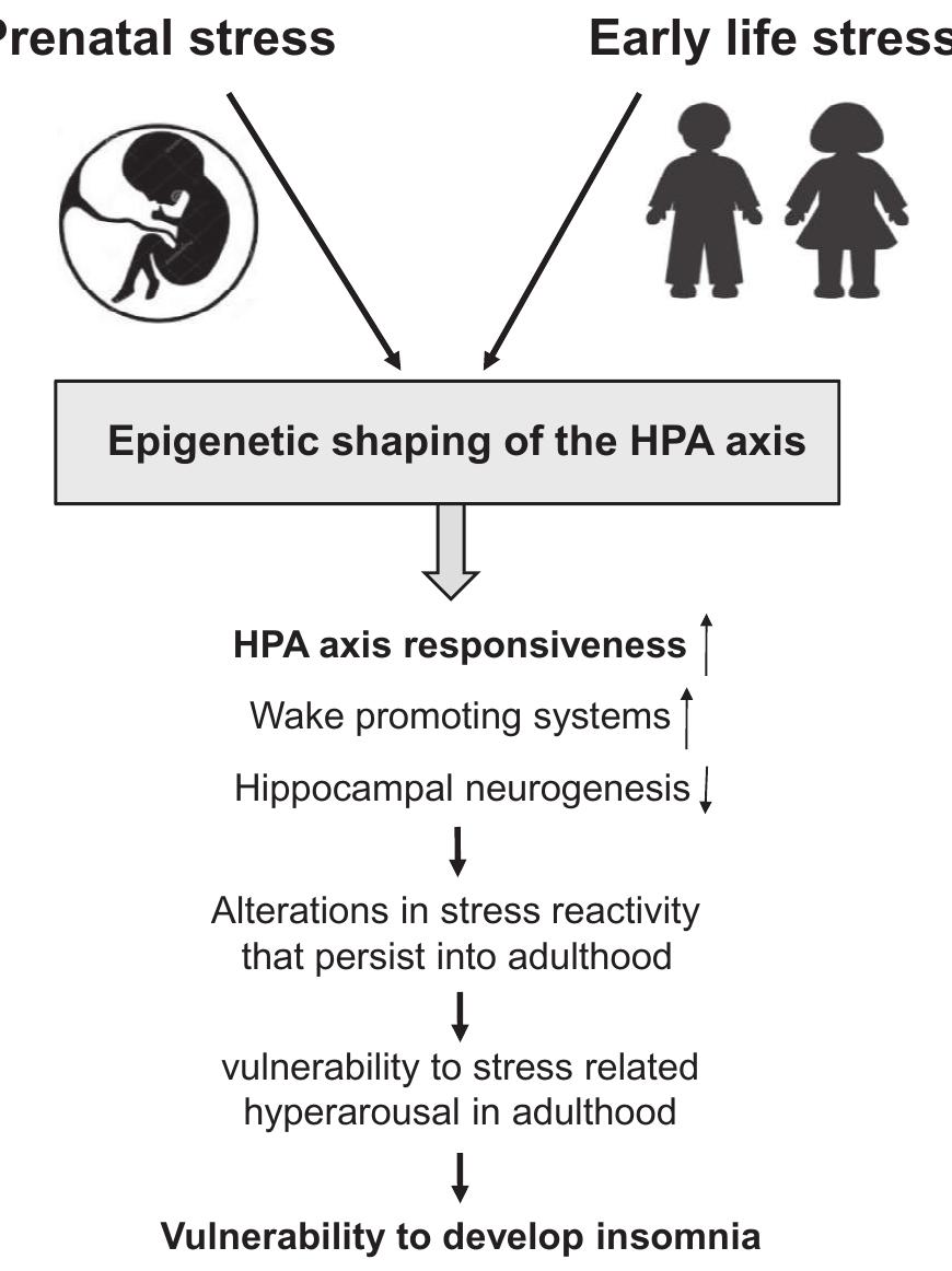 Prenatal stress and childhood adversity may interact with