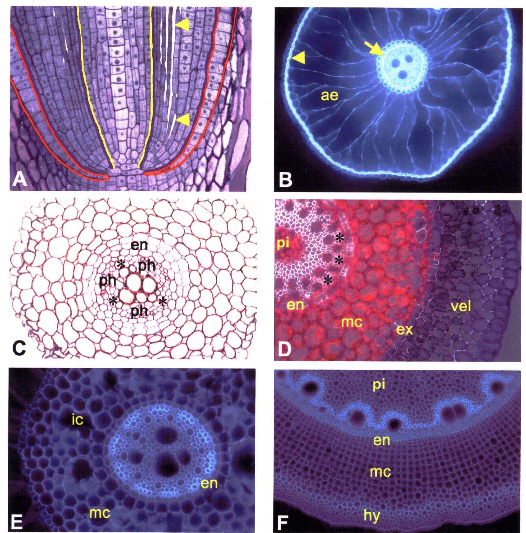 Root Cortex Microscope (PDF) Root cortex: structural and functional variability and responses ...