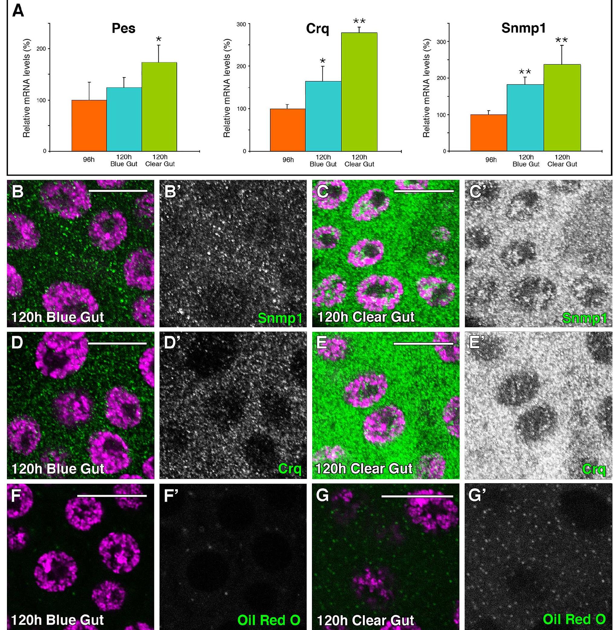 (PDF) Scavenger Receptors Mediate the Role of SUMO and Ftz-f1 in ...