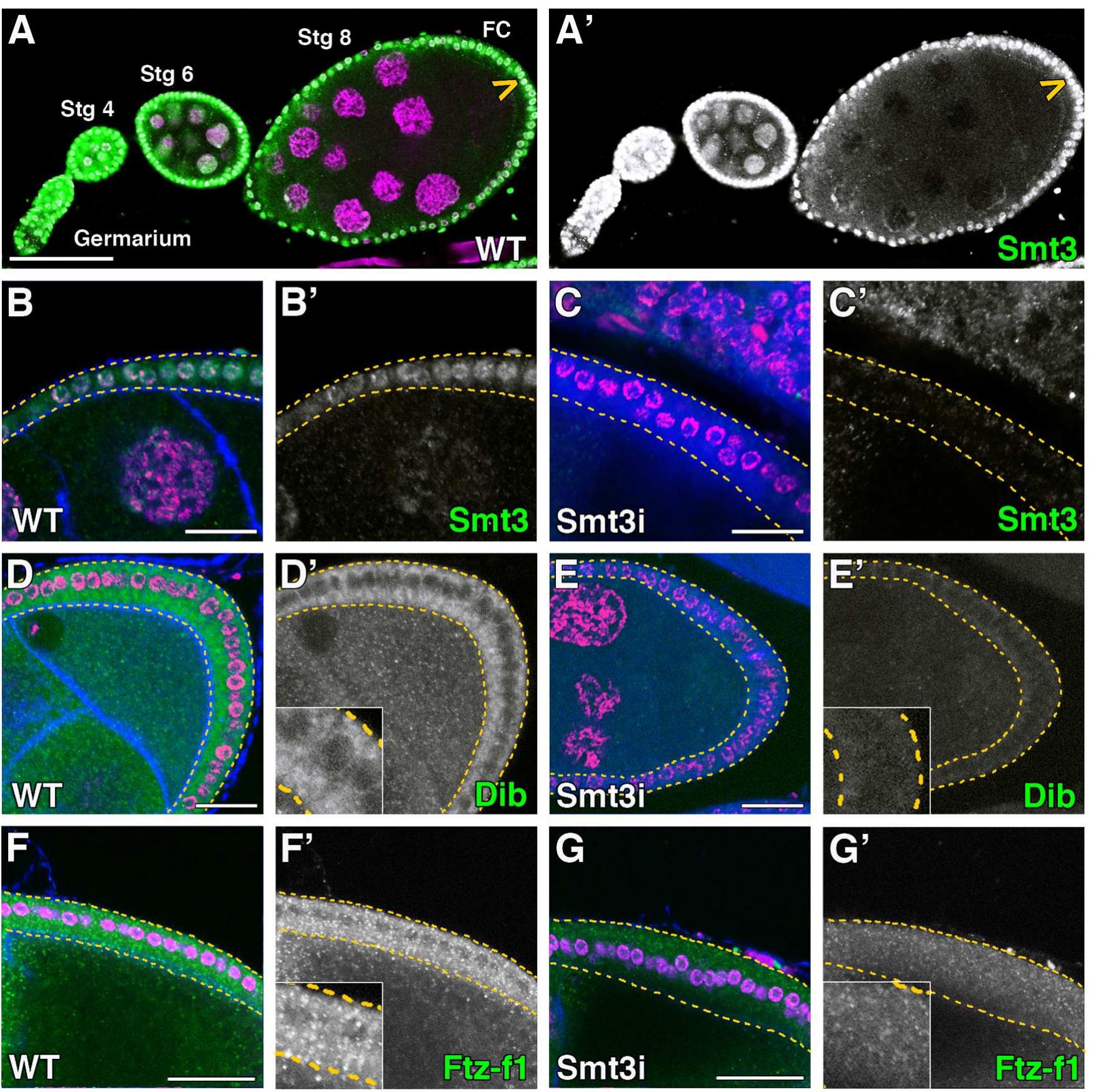 (PDF) Scavenger Receptors Mediate the Role of SUMO and Ftz-f1 in ...