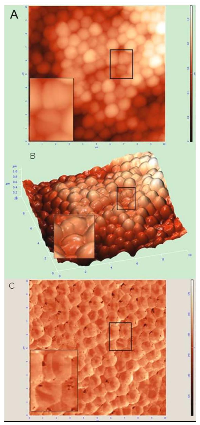 Tapping mode afm images of s. aureus (control) in the 10um