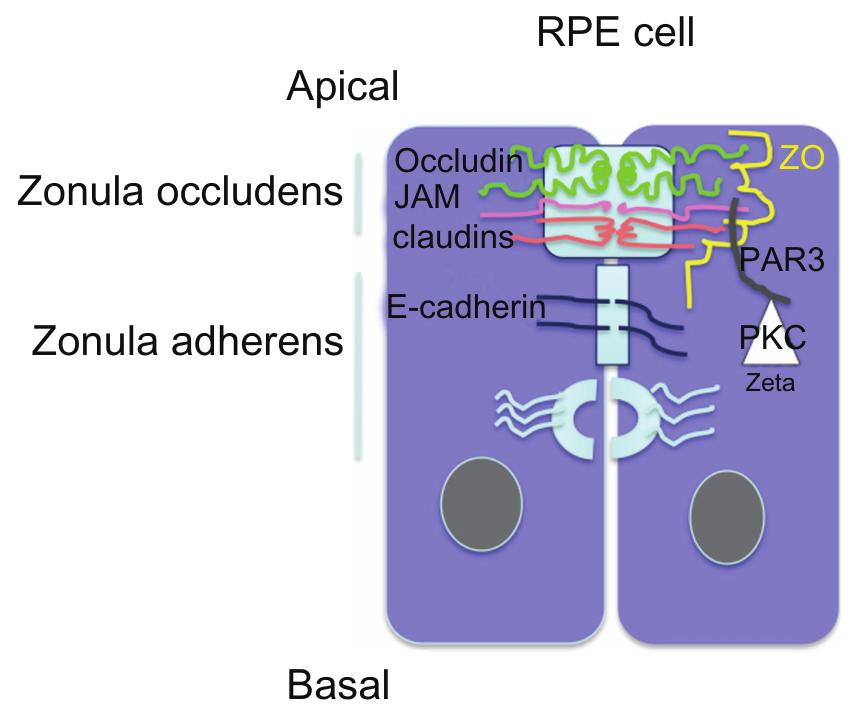 | schematic representation of apical junction complex (ajc)