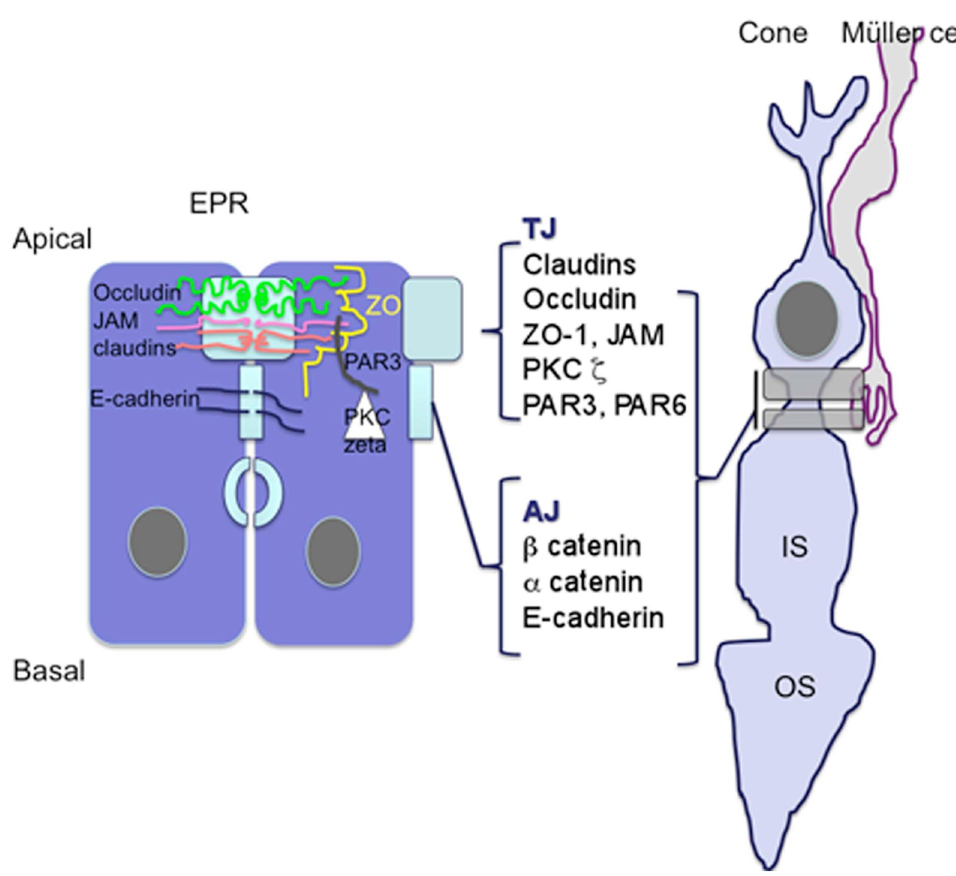 | schematic representation of apical junction complex (ajc)