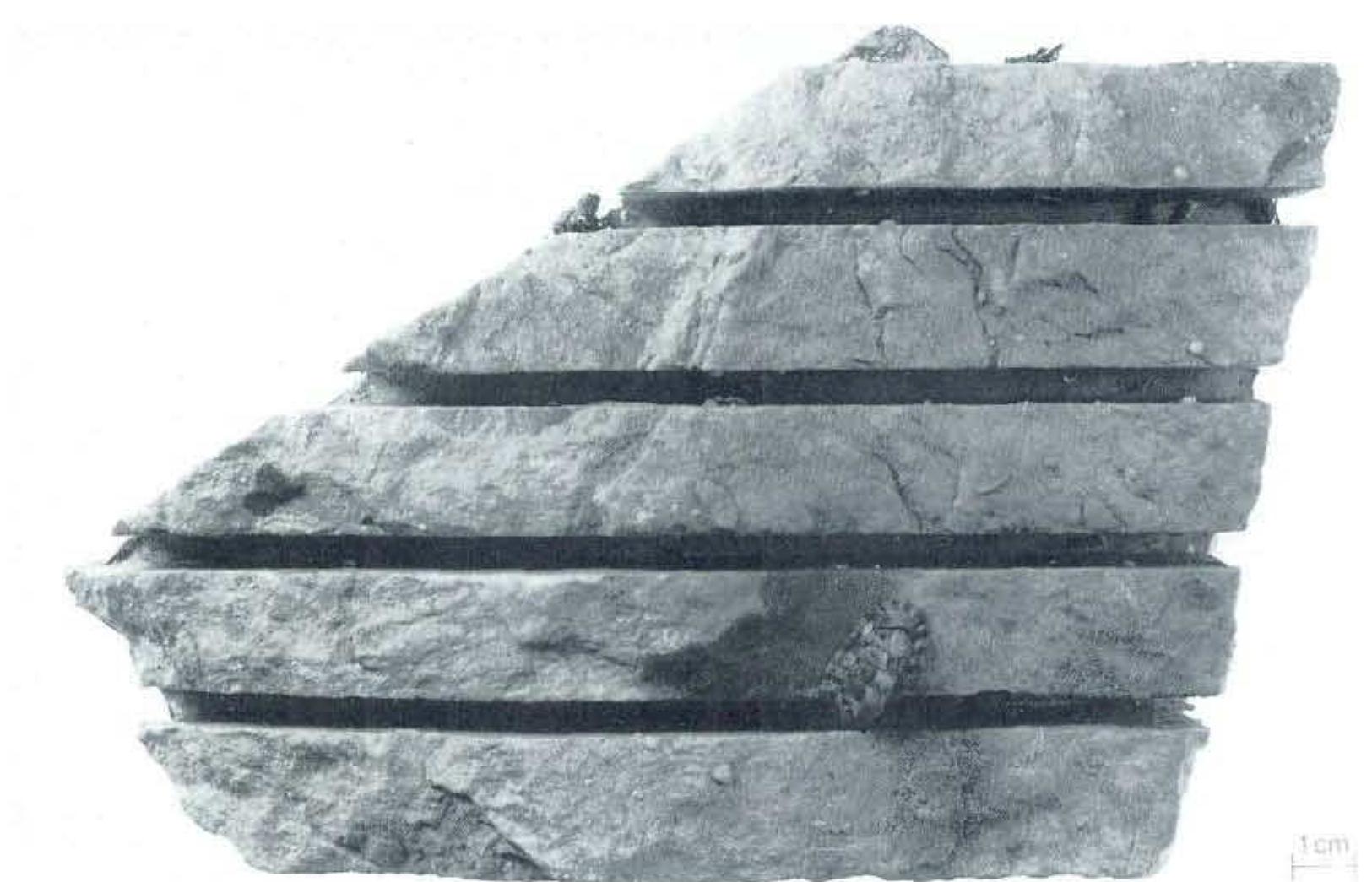 Figure 1 - from Shallow marine bioerosion: preliminary
