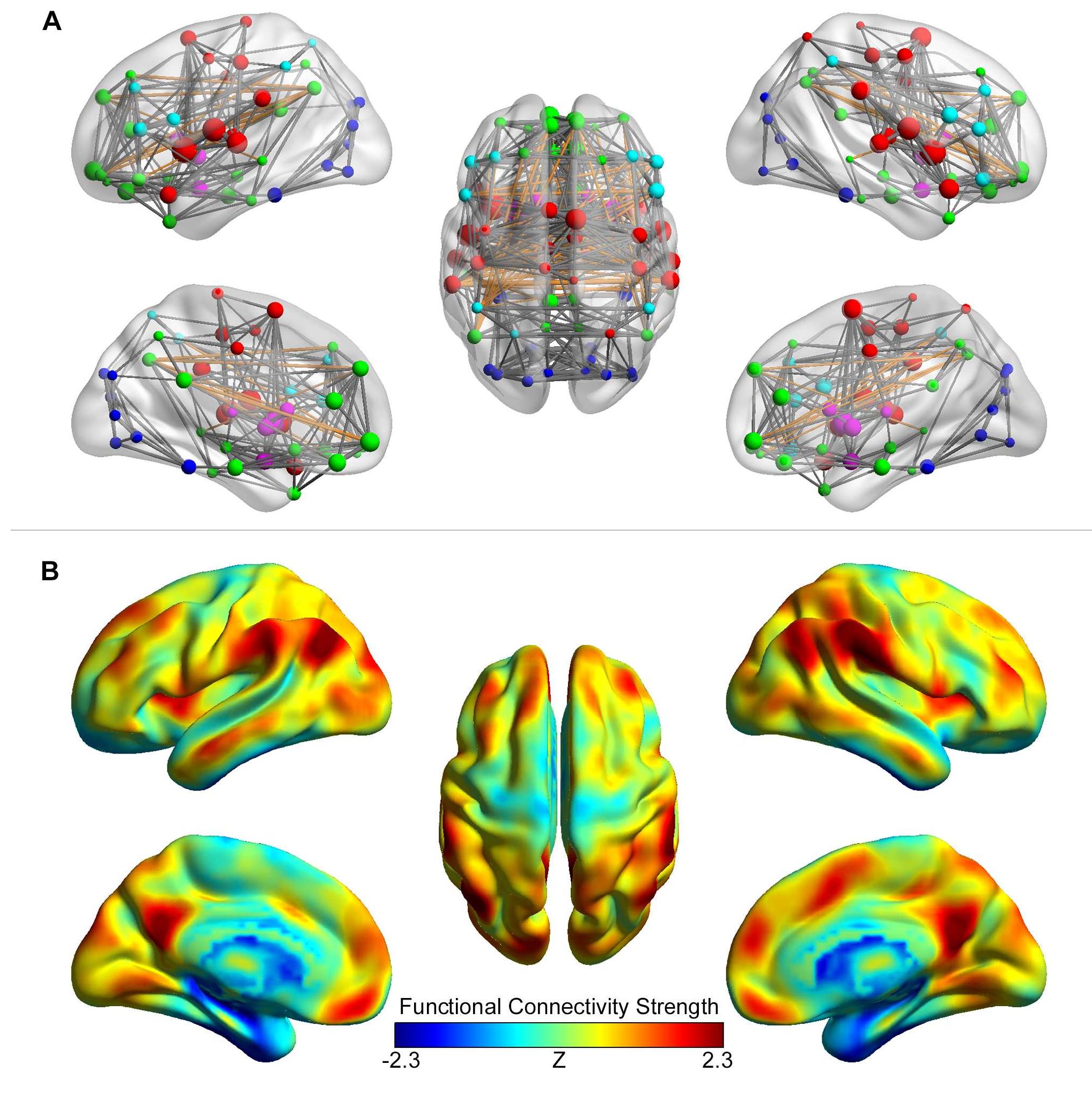 Brainnet Atlas (PDF) BrainNet Viewer: A Network Visualization Tool for Human Brain ...