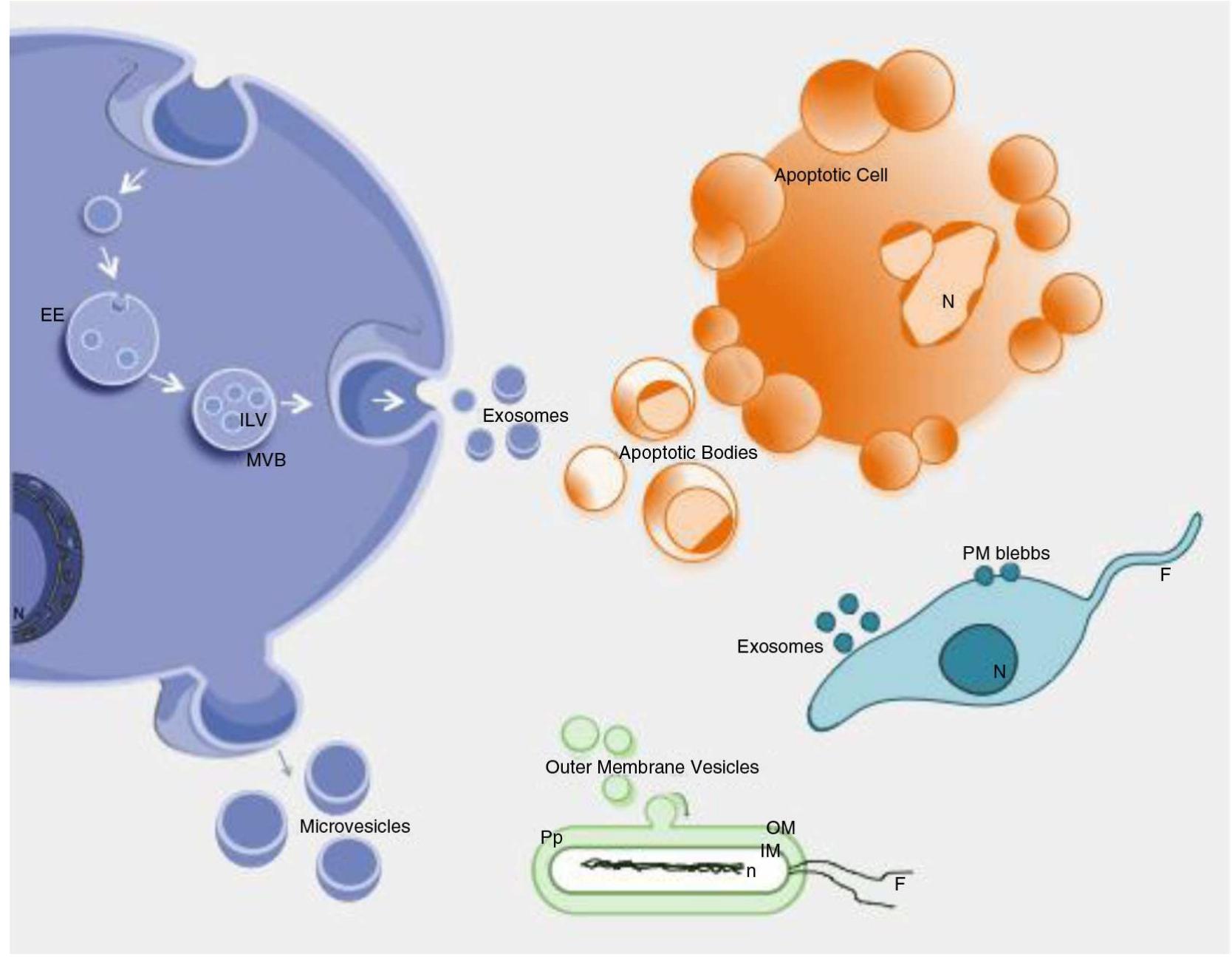 (PDF) Biological properties of extracellular vesicles and their ...