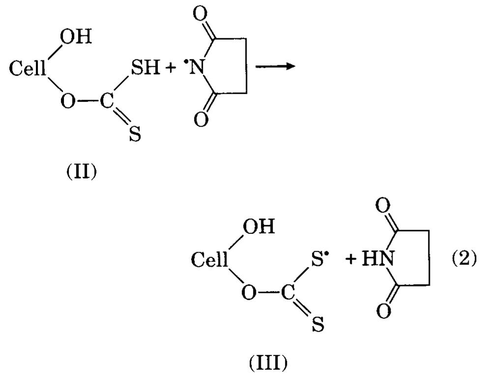 The initially formed thiocarbonate radicals are very unstable; therefore, they will speedy disinte-  grate to form the most stable cellulose macroradicals (IV) and CS,.!” The rate of initial radical decom-  Generation of the N-succinimidy] radicals (J) is greatly accelerated in strongly acidic medium. These radicals have no ability to abstract H-atoms from the cellulose hydroxyls; disinclination of the cellu- ose itself to be grafted with MMA using NBS alone or in coupling with Fe** ions proves this. Neverthe- ess, the N-succinimidyl radicals (I), in addition to their ability to initiate homopolymerization of MMA, are capable of abstracting the more mobile H-atoms from the cellulose thiocarbonate (II) to form primary cellulose thiocarbonate radicals (III) and succinimide molecules:  