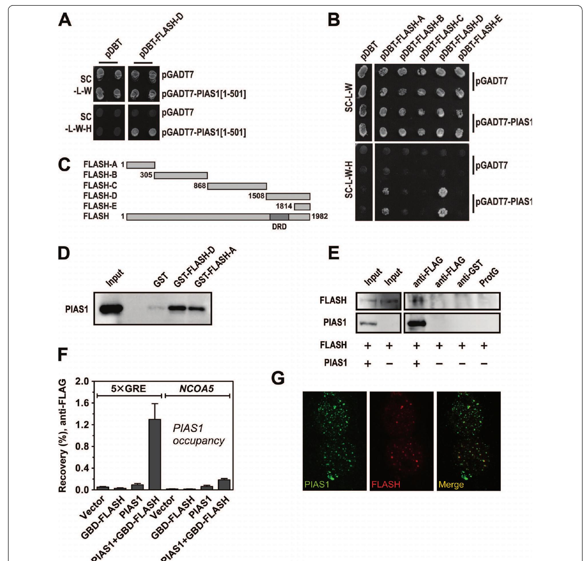 Pias1 functions as a sumo e3 ligase and co-activator of