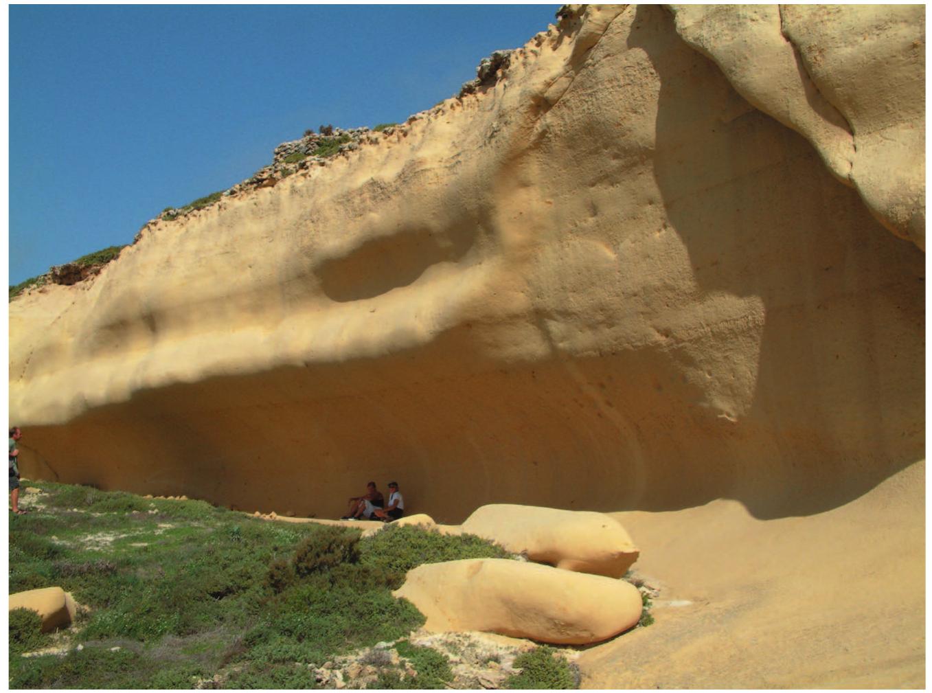 Myself！ PDF) Systematics and biostratigraphy of holoplanktonic Mollusca