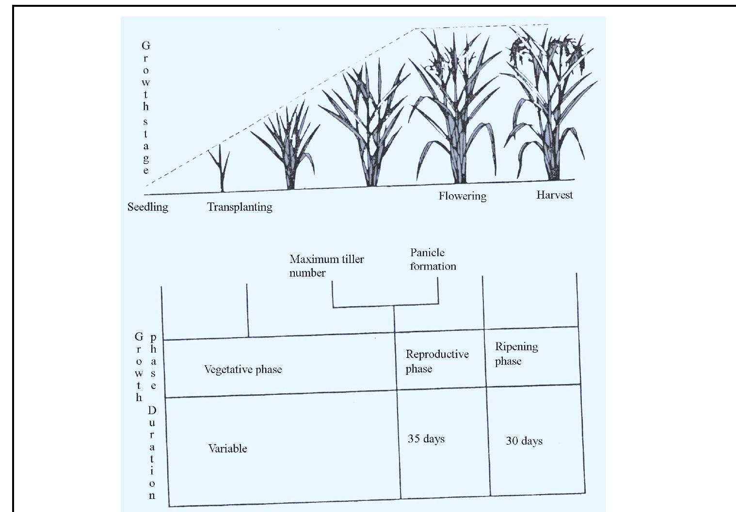 Figure 13 - from Cereal crop production