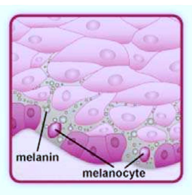 melanotic vs melenic Having melena in stool makes it “Melenic Stool” NOT “Melanotic stool”  MELENIC ≠ MELANOTIC 💩 🩸 #MedTwitter #IMbound #EMbound #MedEd #GITwitter main image 1