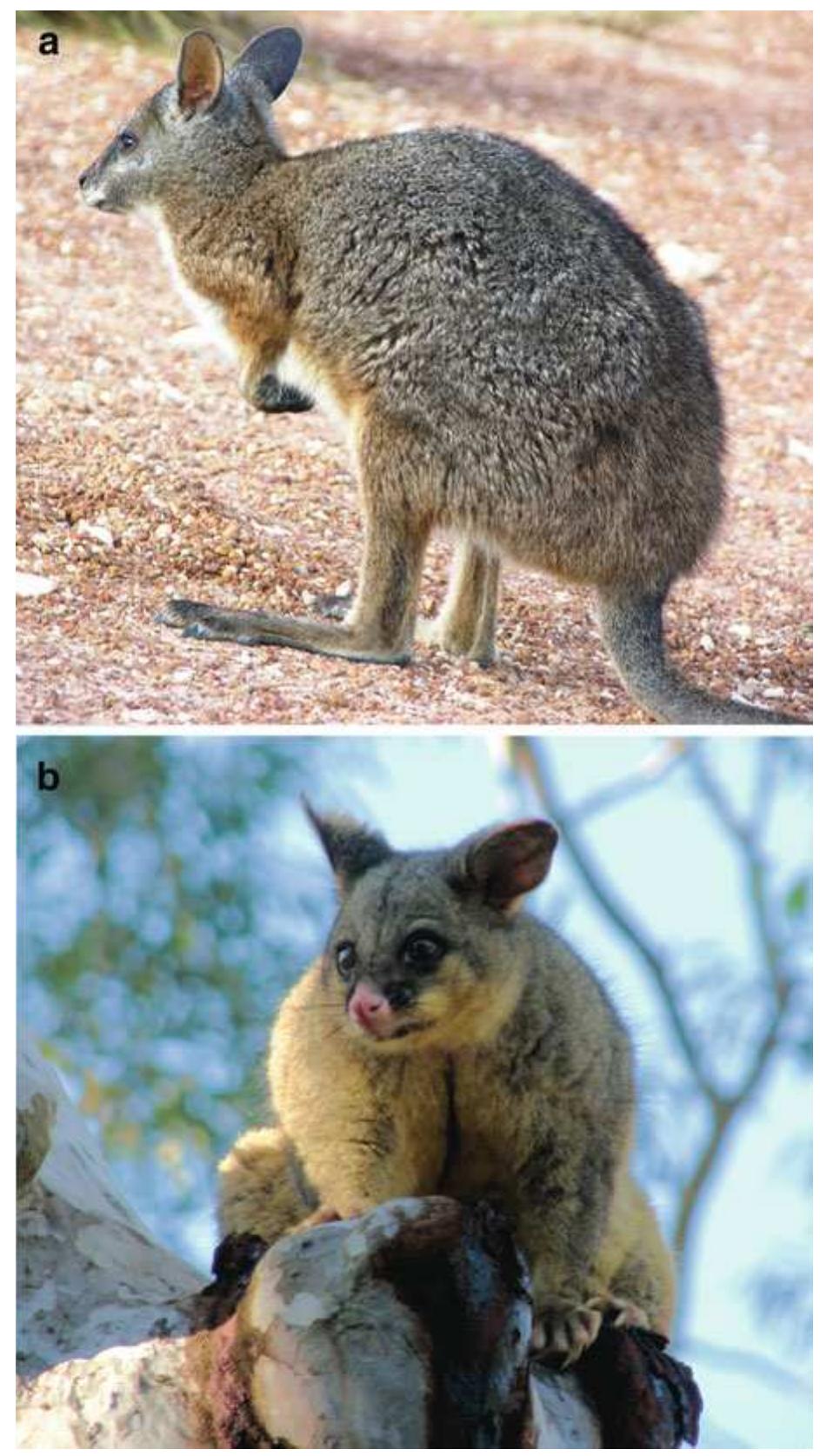 PDF) Marsupial sex chromosome behaviour during male meiosis