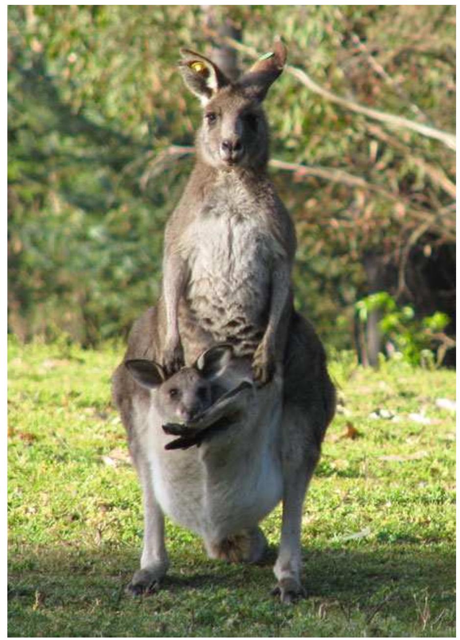 PDF) Marsupial sex chromosome behaviour during male meiosis